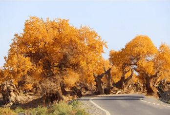 新疆哈密伊吾胡杨林+幻彩湖景区一日游【市内免费接送】【[亲近自然]亲身感受彩色湖面，感受胡杨百年不死，千年不到，万年不朽的精神，感受大自然生机勃勃的力量】
