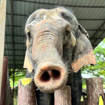  吉隆坡出发一日游：大象保护区和鹿园公园的文化与野生动物探险