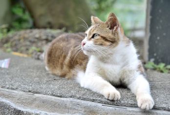 野柳地质公园～猴硐猫村～十分老街含天灯体验～九份老街包车日游【享受便利舒适的交通接驳服务，打卡野柳、九份、十分三大台北近郊景点】