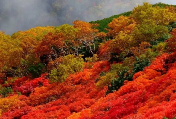 日本旭山动物园+精灵小屋【中文司机/可订多日】【免费量身定制行程，多日行程包车巨惠！详情可咨询客服人员！】