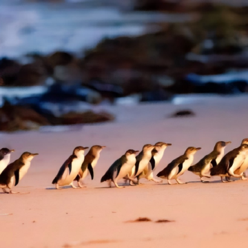 墨尔本菲利普岛+普芬比利蒸汽火车一日游【中文司导/天天发团】