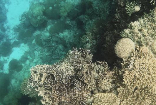 薄荷岛出海追逐海豚 + 帕米拉坎岛浮潜看珊瑚小鱼｜精品小团【上岛体验：登陆帕米拉坎岛，可沙滩戏水、自由潜、拍照打卡】