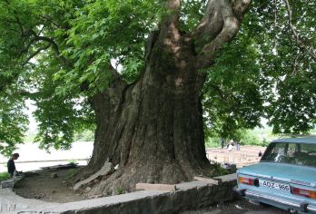 格鲁吉亚锡格那吉老城区+Bodbe女修道院+特拉维巨型悬铃木【精品包车，私享空间，上门接送，轻松出行】