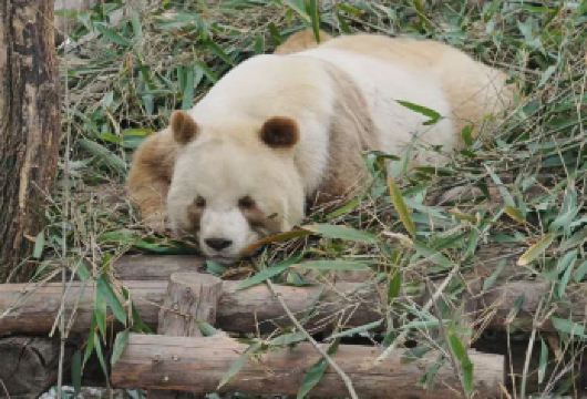 西安秦岭野生动物园一日游【纯玩1日跟团游*Zoo园记*】【走进动物世界，感受大自然奇妙。适合大人带小孩/老人/亲子 休闲时光 周末度假】