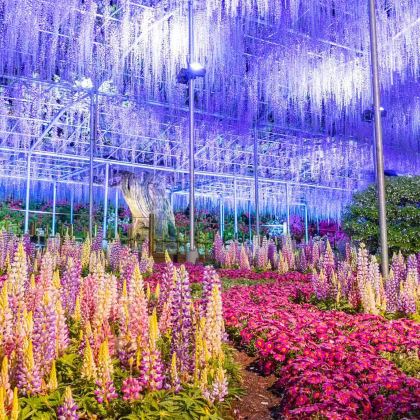 【春日特惠】足立花卉公园紫藤花物語+茨城粉蝶花海一日游赠门票