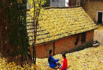 指南村一日游【(华东千年古村，银杏梯田，纯玩无购物)】【低于12人活动自动取消（只能原额退款或改其它同期成团线路，不做任何赔偿）】