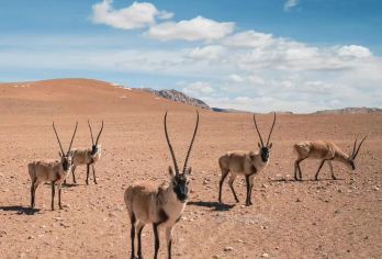 格尔木-可可西里自然保护区-雪山观景台一日游【不到保护站】【因修路只到雪山观景台】