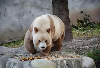 西安秦岭四宝科学公园一日游【赠汉服体验】【睡醒出发，走进秦岭感受大自然，体验原生态动物养殖地基。】