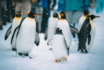 北海道一日游｜【旭川动物园+美瑛青池+白须瀑布+四季彩之丘】【日本最北的动物园，这里可以看到北极熊、企鹅、海豹等平时不容易见到的动物。】