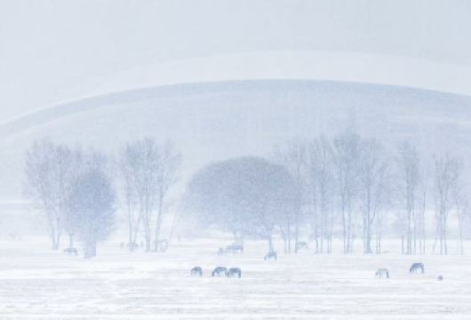 冬日雪景+赛汗塔拉草原+五当召+一日游【小团＋上门接送】【[为什么选择五当召小团]√走进“草原上的布达拉宫