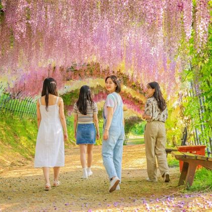 北九州紫藤花大赏|河内藤园一日游：门司港、小仓城、唐户市场