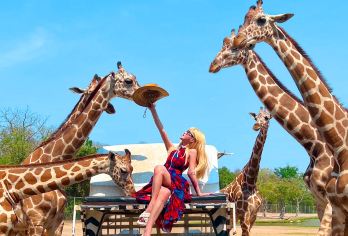 北碧府野生动物园一日游【联系客服代约长颈鹿互动】【本产品纯玩，不含餐不购物，不包含在套餐里的项目需自费。全程跟踪，行程无忧。】