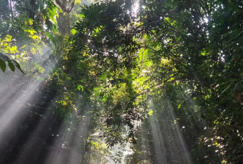 西双版纳基诺山热带雨林一日游【中文包车，定制服务，安心自由】