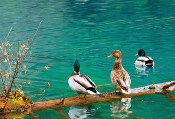 天上瑶池·人间九寨沟·九寨沟拼团搭子摄影纯玩【九寨的秋把彩林泼进水里，红枫黄桦映着碧蓝】