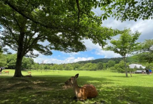 日本京都/大阪/奈良/宇治/神户/任选关西一日包车-咨询立减【专属客服和本地中文司机，一家一团包车】