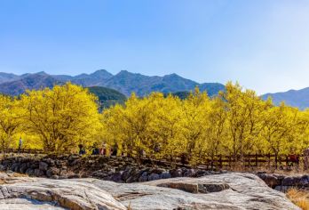 光阳梅花节+求礼山茱萸花庆典一日游 (釜山出发, 春季限定)【光阳梅花节｜ 光阳梅花节漫赏漫山雪白花海，探访韩国梅花群落地，多鸭面梅花村春日盛放景色格外迷人。】