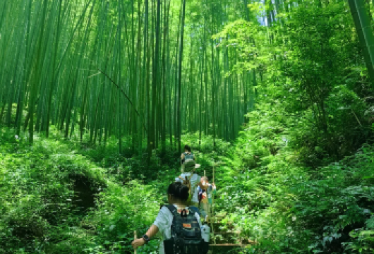 【星溪线】广州+溪头村一日游丨品味竹筒饭+穿越竹林丨定制团建【[轻度徒步]星溪线为广州地区风景优美，线路强度较轻，适合初驴的徒步线路，也适合亲子一家人出游】