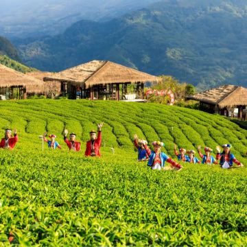 阿里山一日游｜云海茶园＋部落文化｜阿里山、嘉義市區 上下车