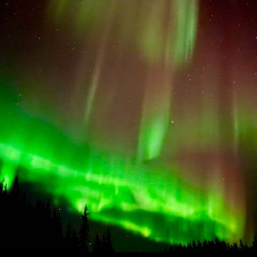 美国阿拉斯加州费尔班克斯Birch Hill一日游旷野追光