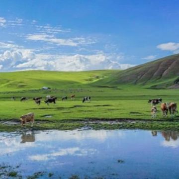 【包车游】达尔宗湖+桑科草原+拉卜楞寺一日游