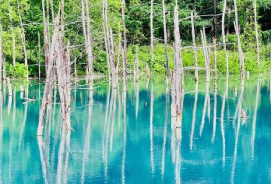 日本北海道旭川动物园+青池+精灵露台【私家包车/中文司机】【尊享一对一高端行程定制，豪华包车专属礼遇，专业旅行顾问24小时恭候垂询。】