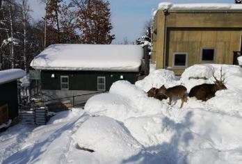 日本北海道+旭山+森林精灵阳台一日游/行程可调-可定制多日游【专属客服和本地中文司机，一家一团包车】