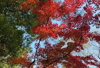 杭州灵隐寺飞来峰景区+人工讲解【赠天下第一财神庙门票】半日游【门票包含：灵隐飞来峰门票，灵隐寺门票，财神庙门票】