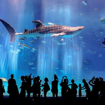 日本冲绳一日游北部古宇利岛美丽海水族馆嘉手纳集合点中文导