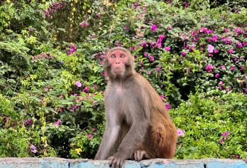 私家团丨三亚陵水南湾猴岛+呆呆岛一日游纯玩私家团/上门接送【[纯玩无购物]出行全程无购物安排，景区游玩灵活，专注体验风景玩乐，轻松享受纯粹游玩】