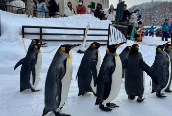 日本北海道美瑛+旭川动物园【私家包车/中文司机/至尊服务】【尊享一对一高端行程定制，多日豪华包车专属礼遇，专业旅行顾问24小时恭候垂询。】