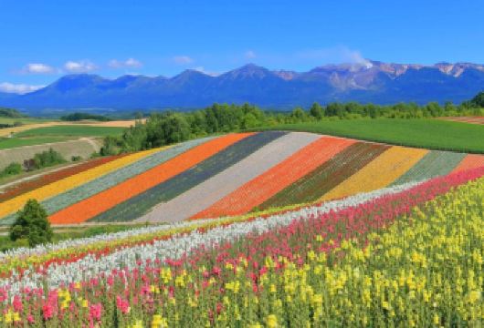 日本北海道包车：青池～白须瀑布～彩之丘~圣诞树【中文专车】【中文专车｜车型根据出行人数可灵活调整】