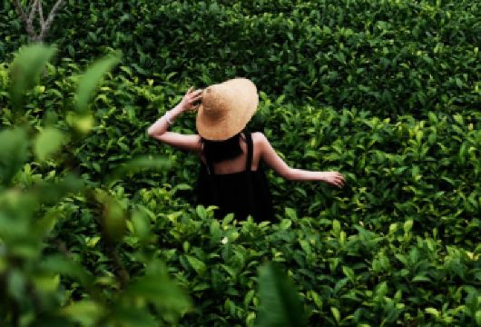 【茶海之巅】大渡岗万亩茶园全景徒步+普洱茶制作体验一日游【[世界景观，视觉盛宴] 亲临“世界大连片茶园”，登高远眺，万亩茶田如绿色波涛般起伏，线条优美】