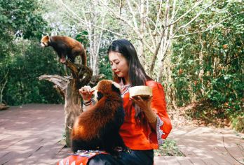 揭秘普洱茶马古道+太阳河森林公园邂逅小熊猫一日游丨市区接送【[体验升级]纯玩小团时间自由提供定制化服务空间，时间自由，我们尊重您的时间，走走停停您说了算】