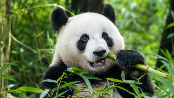 成都熊猫基地+乐山大佛+张公桥美食英语小团一日游 产品图片