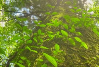 日本九州-熊本往返-阿苏山-草千里-高千穂峡 领略活火山风采【专业行程定制，精选热门景点，高效游玩不走回头路，贴心服务保障，轻松】