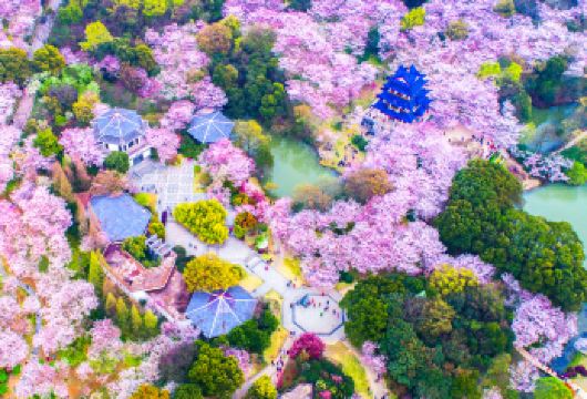 商务车丨可选英文导游丨上海出发+蠡园+鼋头渚+南长街【[精选景点]感受充满江南韵味的城市！】