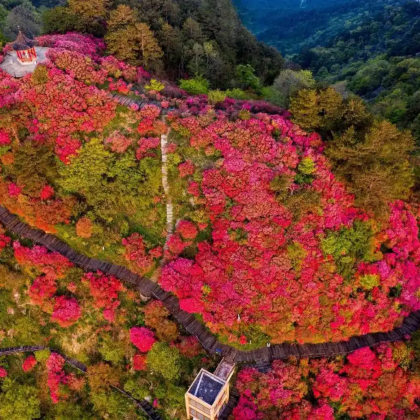 武汉·龟峰山一日往返丨赏古杜鹃群落+含景交车一站式服务