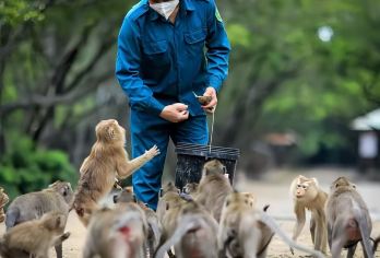 胡志明猴子岛+红树林一日游【酒店接送+午餐+亲密接触猴子】【参观广阔的红树林，并有机会在猴子岛的自然栖息地看到 1,000 多只猴子】