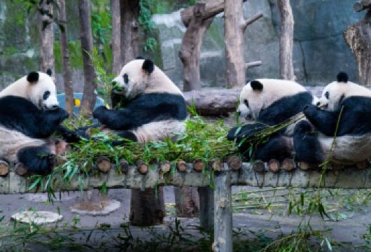 成都大熊繁育研究基地+悬空玻璃艺术馆一日游【假期亲子游】【熊猫基地门票+人工讲解，带您深入了解大熊猫】