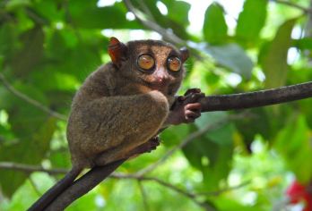 薄荷岛陆地精华景点一日游 巧克力山+眼镜猴+罗博河等【一站式打卡陆上精华！探访世界奇景巧克力山~邂逅迷你国宝眼镜猴】