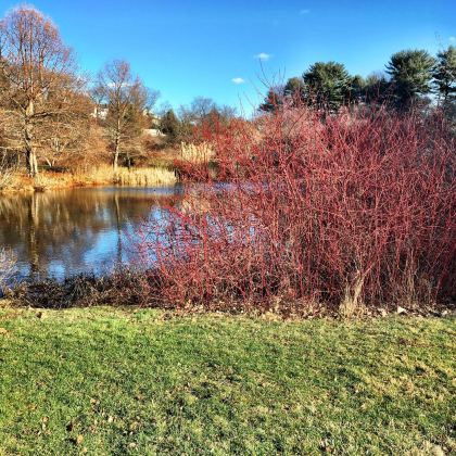 美国哈佛植物园+富兰克林动物园+肯尼迪总统图书馆+昆西市场