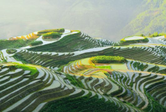 【包车·私家团走高速】桂林龙脊梯田双寨（金坑+平安）一日游【[一单一团]拒绝拼团，独立用车，时间景点可按需调整，怎么玩您说了算，出发时间您做主，真正纯玩无限制。】