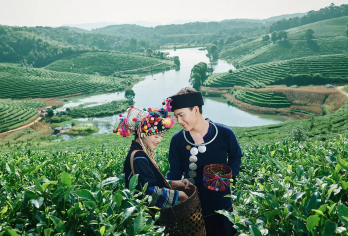 西双版纳南糯山一日游【任选时间出发+独立一单一团+市区接送】【[一单一团]深度省心游，不打卡不走马观花，让旅行加倍温度；】