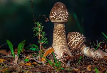 【纯玩2-8人拼小团挖松露轻徒步户外爬山】云南昆明一日游【[专业领队]当地捡菌老司机带队，新升级松露犬引路，跟着萌宠小狗向松露自由出发！~】