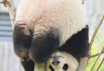 成都出发：【映秀遗址＋熊猫谷＋都江堰＋南桥夜景】包车一日活动【可选英文导游|专车接送|行程可调|可定制行程】