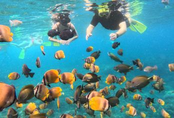 佩妮达出海浮潜半日游~追魔鬼鱼之旅【探索努沙佩尼达岛 4 个令人难以置信的浮潜地点：蝠鲼湾、水晶湾、加马特湾和沃尔角。 探索努沙佩尼达岛充满活力的珊瑚礁和多样化的海洋生物。 包含浮潜设备和导游，让您享受无忧无虑的探险。】