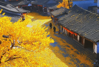 腾冲热气球飞行俱乐部+银杏村+北海湿地一日游【地质奇观，千年银杏，金秋打卡必来之地】