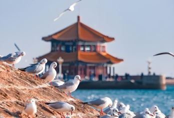 【纯玩包车提供海鸥食物】栈桥+八大关+五四奥帆+小麦岛一日游【[专属定制]纯玩无购物，时间自由，多套餐任选，高品质出行~】