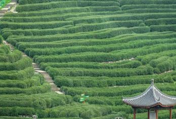 【上门接送】杭州西湖龙井村茶文化体验半日游（含炒茶品茶）【专车市区内上门接送】