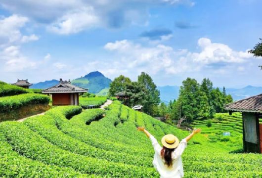 柳州三江布央仙人茶山+程阳八寨一日游（私家团）【茶山、侗寨 、自然人文奇观、】